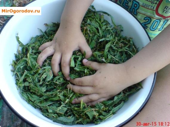 перетираем листья иван-чая