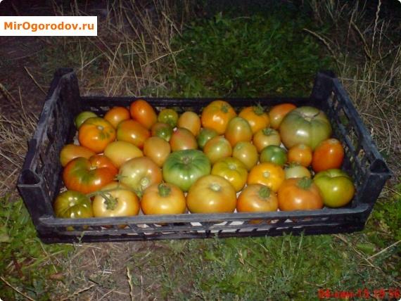 томаты на хранение