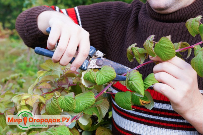 Обрезка малины осенью по Соболеву и уход за ремонтантными сортами