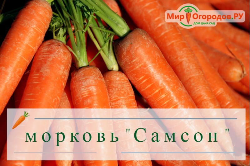 морковь "Самсон"