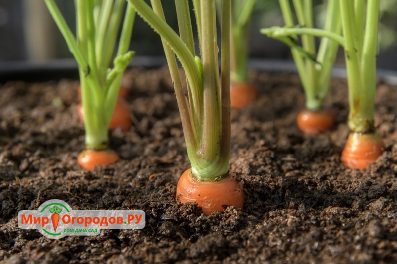 Выращивание моркови по новым технологиям