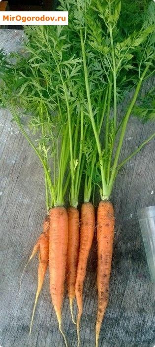 морковь в середине июня