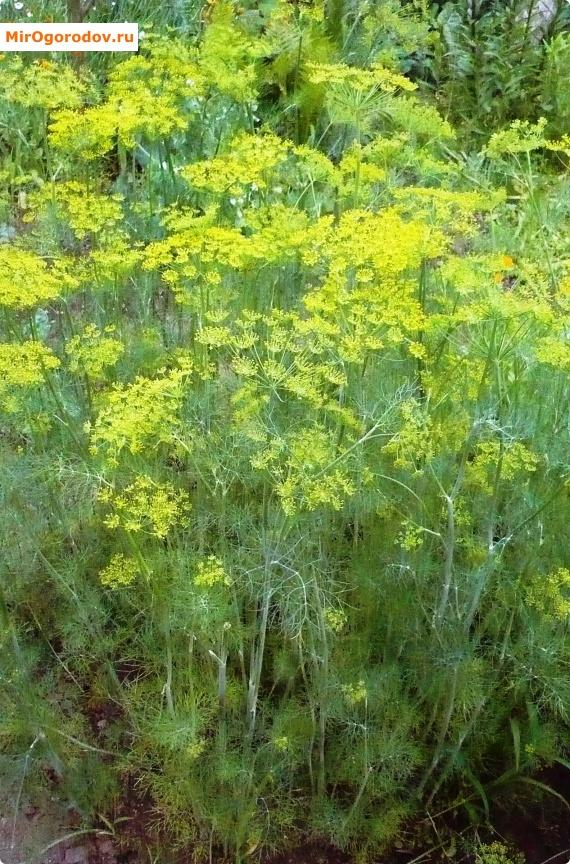 Укроп – желтые цветки