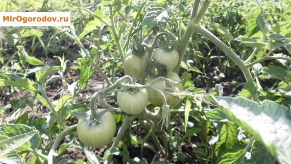 как я выращиваю помидоры