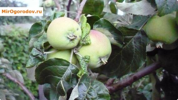 Антоновка &ndash; наливные яблочки