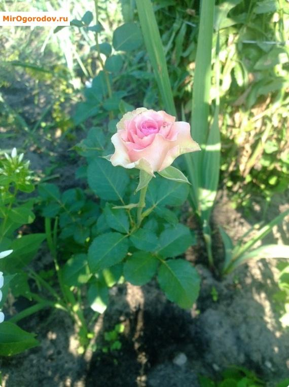 нежно-розовая роза