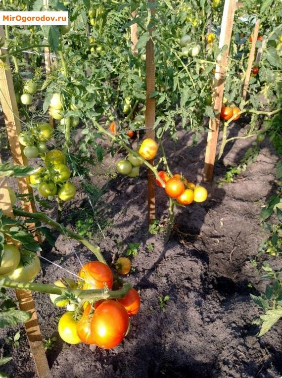 Секреты выращивания томатов