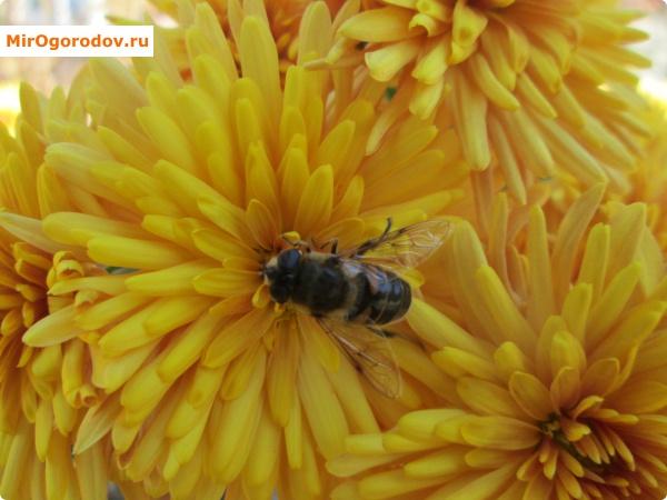 Радость для пчел
