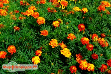 Цветы бархатцев лечебные свойства и противопоказания thumbnail