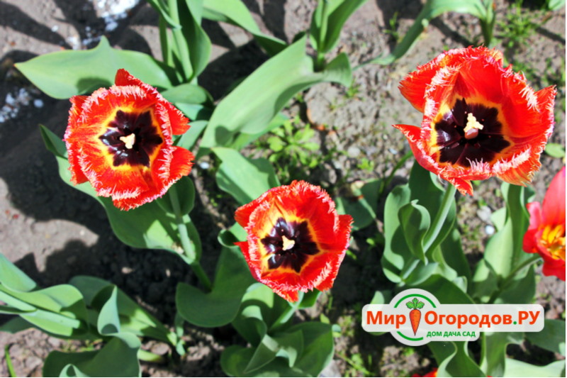 Махровые тюльпаны: описание, сорта и выращивание
