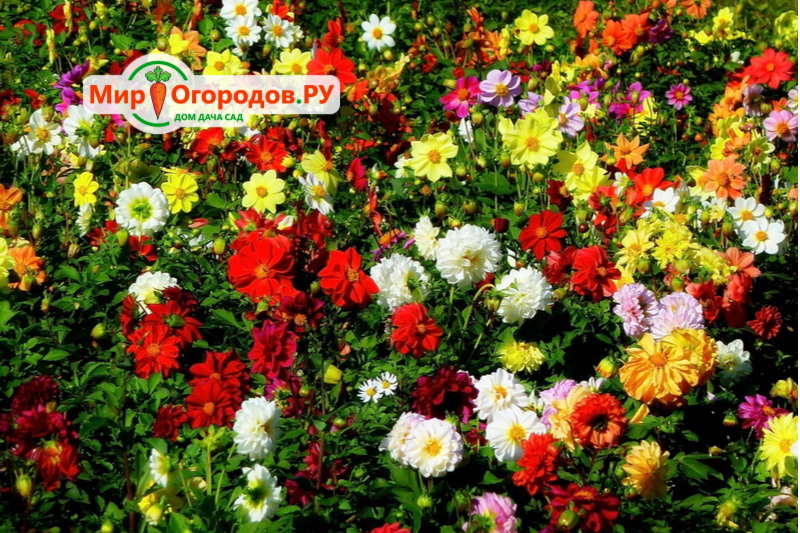 Однолетние цветы георгины – сроки посадки, уход, полив для длительного цветения, видео