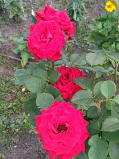 красавица роза