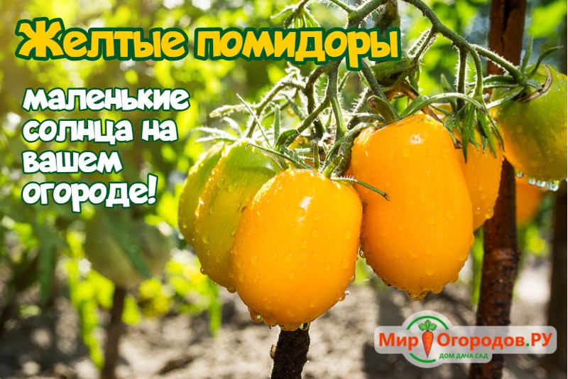 Желтые помидоры: характеристики сортов. Их отличительные черты иособенности. Правила выбора и выращивания